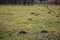 Field full of molehills, green grass and sand mounds