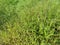 Field full of the Paspalum notatum weed grasses.