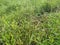 Field full of the Paspalum notatum weed grasses.