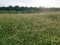 Field full of the Paspalum notatum weed grasses.