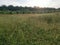 Field full of the Paspalum notatum weed grasses.