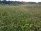 Field full of the Paspalum notatum weed grasses.