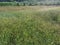 Field full of the Paspalum notatum weed grasses.