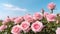 Field full with Pink roses. In sunny spring day above blue sky. Generative AI