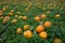 Field full of pumpkins - pick your own for halloween