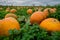 Field full of pumpkins - pick your own for halloween