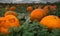 Field full of pumpkins - pick your own for halloween