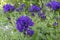 A field full of purple blooming clustered bellflower or Campanula glomerata in a beautiful garden near the village of Harkstede in