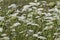 A Field Full Of Queen Anne\'s Lace - Daucus carota