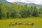A field full of riding horses graze on green grass in Cades Cove.