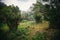 Field full of vegetation in the fores