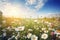 a field full of white and yellow daisies under a blue sky with a sunbeam in the distance and a few clouds in the sky