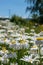 Field full of wildflower daisies on a sunny day. Focus on foreground