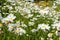 Field full of wildflower white daisies