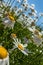 Field full of wildflower white daisies - artistic angle looking up at sky