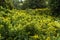 Field Full of Yellow-Flowered Plants