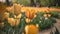 a field full of yellow and purple flowers next to a forest of green grass and trees with people walking in the distance in the