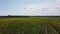 field full of yellow rape flowers