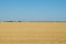 A field full of yellow wheat. A blue sky and a green forest in the distance