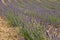 Field and furrows of Lavender, Lavandula angustifolia, Lavandula officinalis in sunny summer day, Osenieki, Latvia