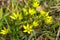 Field Gagea flowers or Goose onion, or Bird`s bow. Spring flowers in the forest. Selective focus, fine DOF