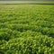 A field of genetically modified crops engineered for increased drought resistance and yield4