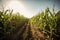 field of genetically modified crops, growing in the sun