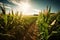 field of genetically modified crops, growing in the sun