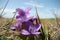 Field Gentian