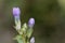 Field gentian Gentianella campestris