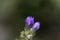 Field gentian Gentianella campestris