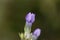 Field gentian Gentianella campestris