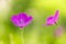 Field geranium pink. Small pink flowers in the meadow. Soft selective focus.