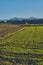 Field in the german alps. Agriculture in the mountains. Farming in the alps