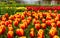 Field of gesneriana Tulips of orange, yellow and red colors of the Liliaceae family