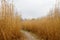 Field of Giant Miscanthus