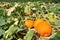 Field of giant pumpkins for Halloween