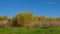 Field with giant reed canes on a clear blue sky - Arundo donax