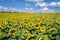 Field of Giant Sunflowers -2