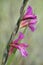 Field Gladiolus