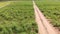 Field with gladiolus flowers . Low drone flight.