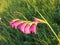 field gladiolus among grass