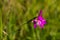 Field gladiolus, wild flower in spring.