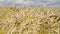 Field of golden barley in rural landscape, Slovakia