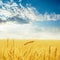 Field with golden crop and sunset in clouds