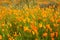 Field of golden poppies