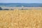 Field of golden ripe air wheat with a perspective on the horizon