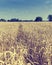 Field of golden ripe wheat