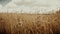 Field of golden ripe wheat ready to be harvested . Summer. Sunny day.