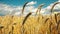 Field of golden ripe wheat ready to be harvested . Summer. Sunny day.